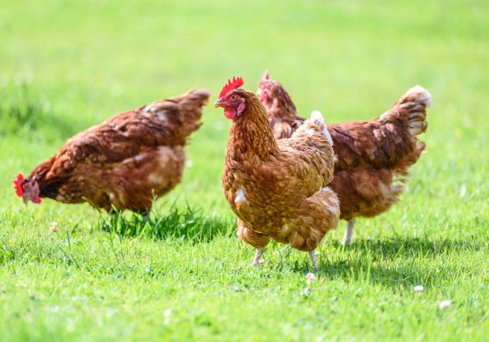 Hens on traditional free range poultry organic farm grazing on the grass