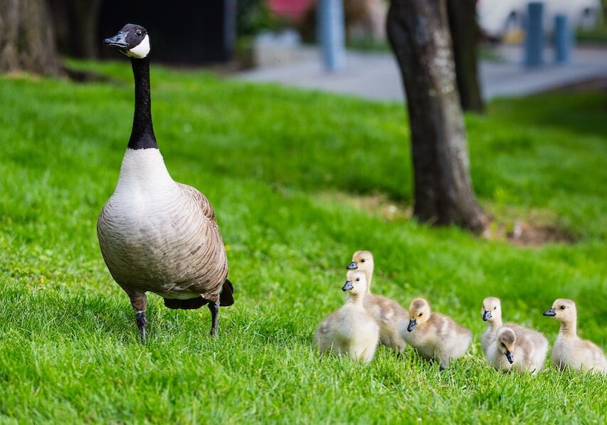 Feeding Goslings
