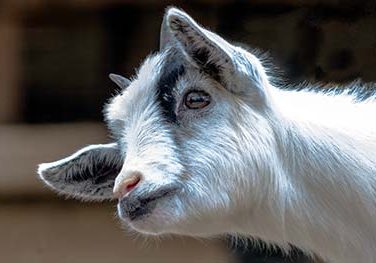 Goat Care Guide