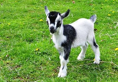 Goat Feeding Guide