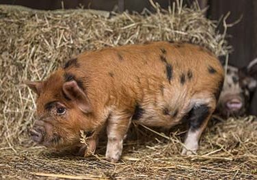 Pig Feeding Guide