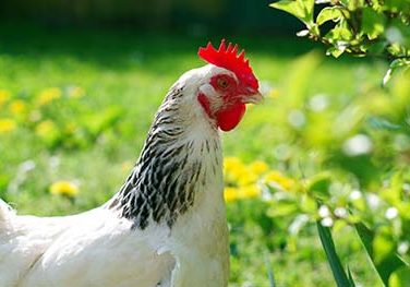 Poultry Care Guide