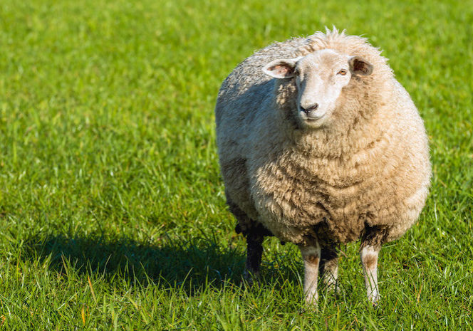 Pregnant sheep in thick winter coat standing in the fresh green grass and looking at photographer on a sunny day in the beginning of the spring season.