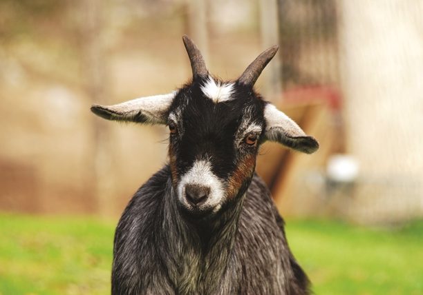 Pygmy Goat - Blog image