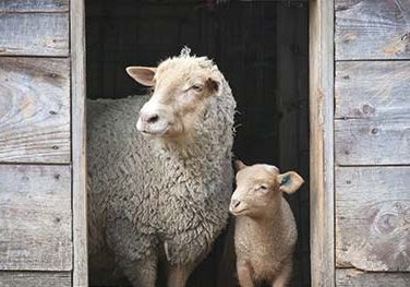Sheep Care Guide
