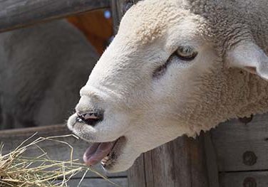 Sheep feeding guide