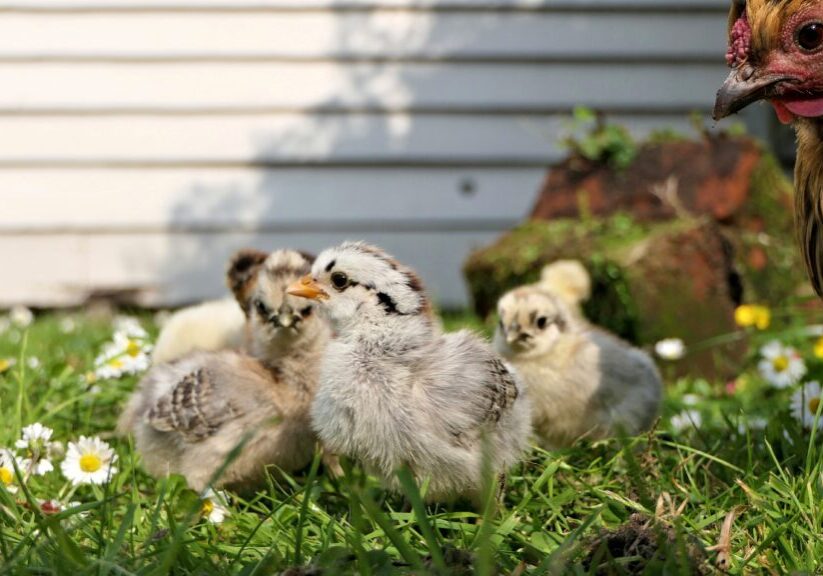What to feed baby chicks