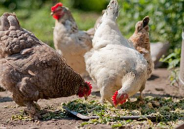 poultry feeding guide