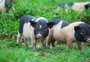 Feed for weaners